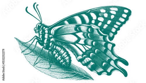 Admiral Butterfly vector