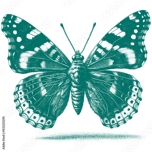 Admiral Butterfly vector