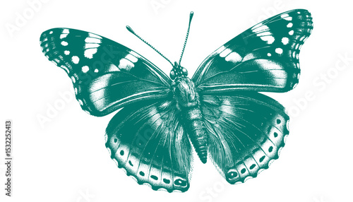 Admiral Butterfly vector