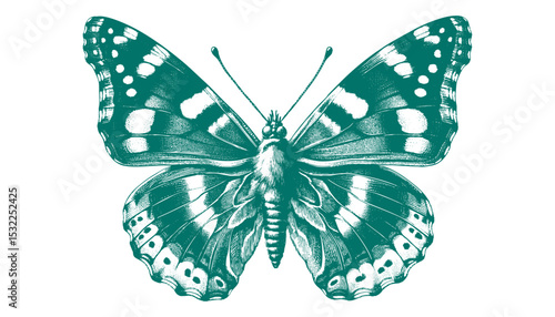Admiral Butterfly vector