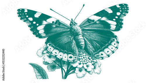 Admiral Butterfly vector