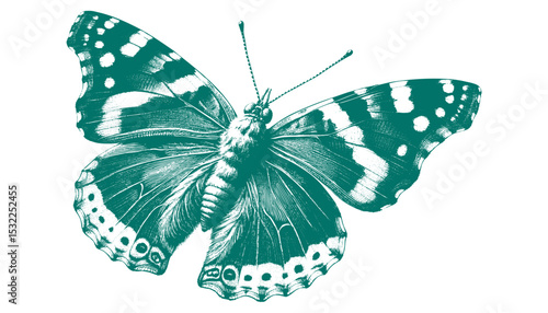 Admiral Butterfly vector