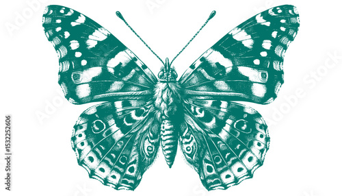 Admiral Butterfly vector