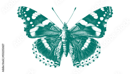 Admiral Butterfly vector