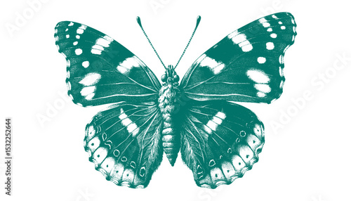 Admiral Butterfly vector
