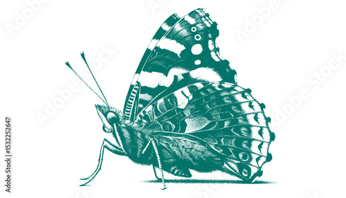 Admiral Butterfly vector