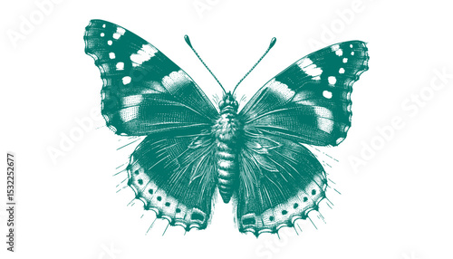Admiral Butterfly vector