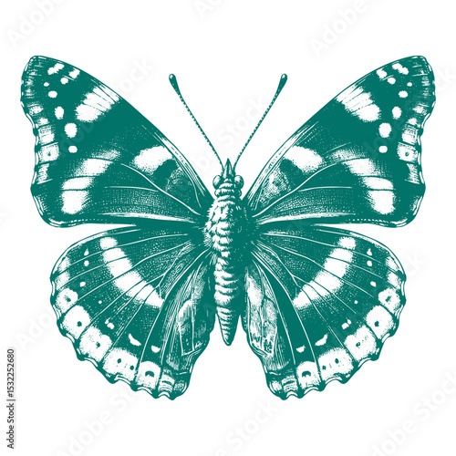 Admiral Butterfly vector