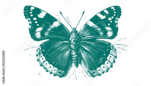 Admiral Butterfly vector
