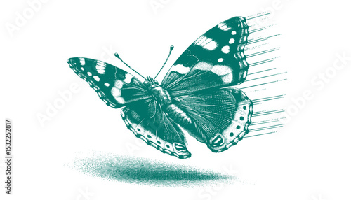 Admiral Butterfly vector