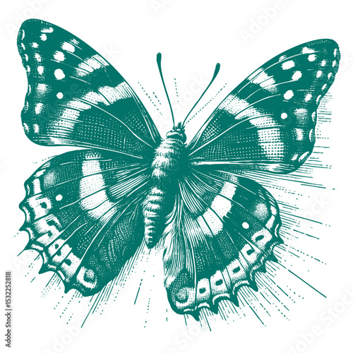 Admiral Butterfly vector