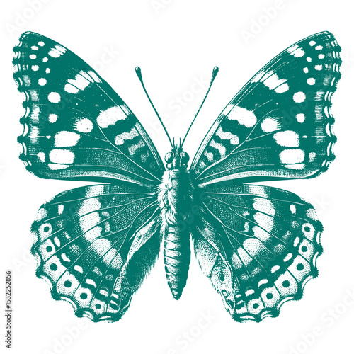 Admiral Butterfly vector