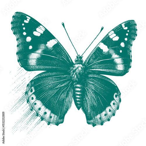 Admiral Butterfly vector
