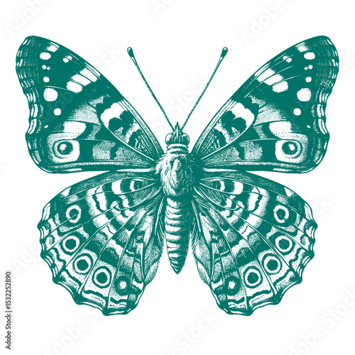 Admiral Butterfly vector