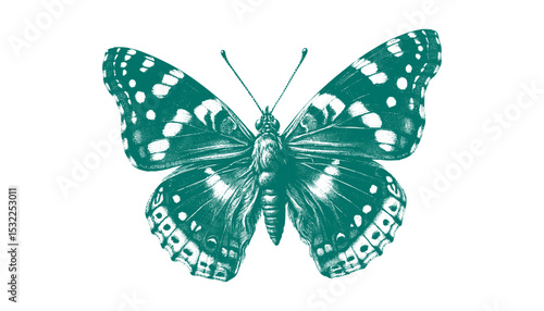 Admiral Butterfly vector