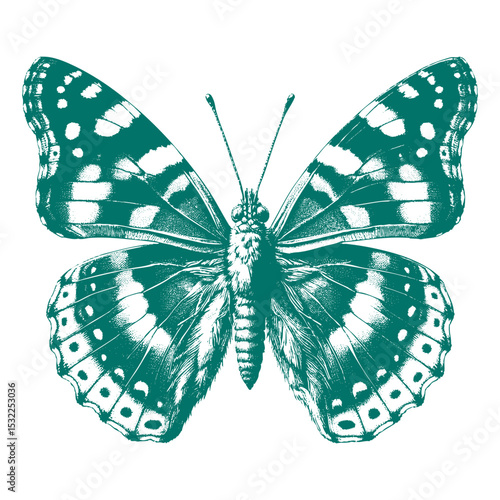 Admiral Butterfly vector