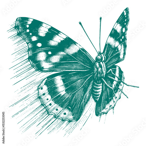 Admiral Butterfly vector