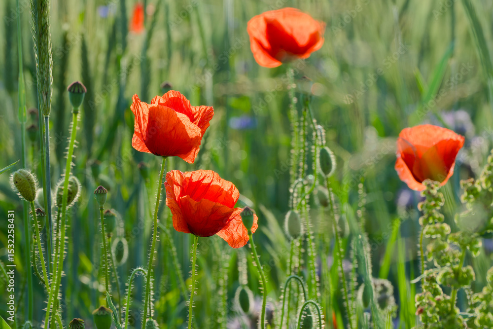 Obraz premium poppy blossom in the agricultural field close-up