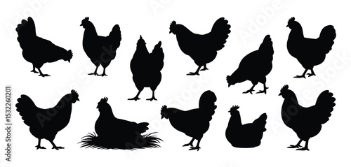 Collection of Chicken Silhouettes in Various Poses