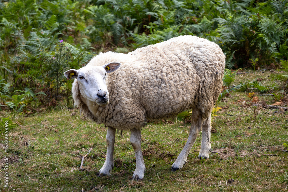 Obraz premium sheep on a meadow