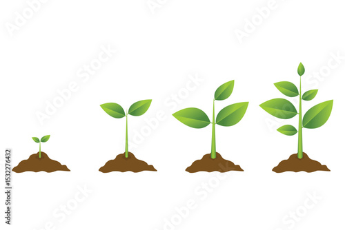 Progression of Plant Growth: Four seedlings illustrate life's stages, from tiny sprouts to flourishing green plants.