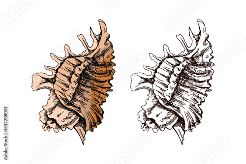 Hand drawn vintage sketch of spiky marine shell in pastel brown color with monochrome version, isolated vector illustration