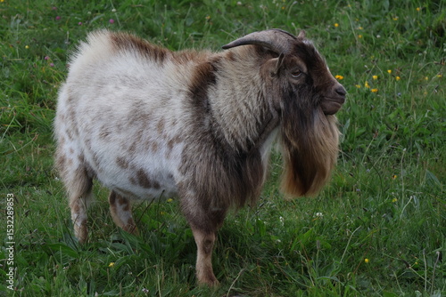 Male goat standing in green meadow