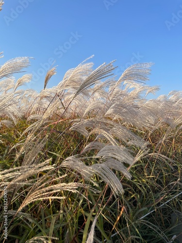 Silver Pampas Grass Swaying in Wind Against Clear Blue Sky - Autumn Nature Background.