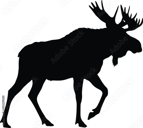 Majestic moose silhouette walking, detailed vector illustration of wild forest animal with antlers, perfect for wildlife, nature, outdoor designs