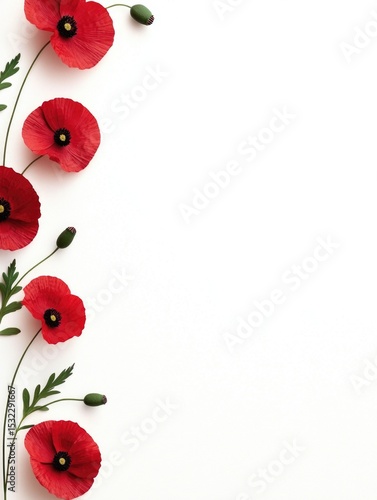 Poppies on a white background