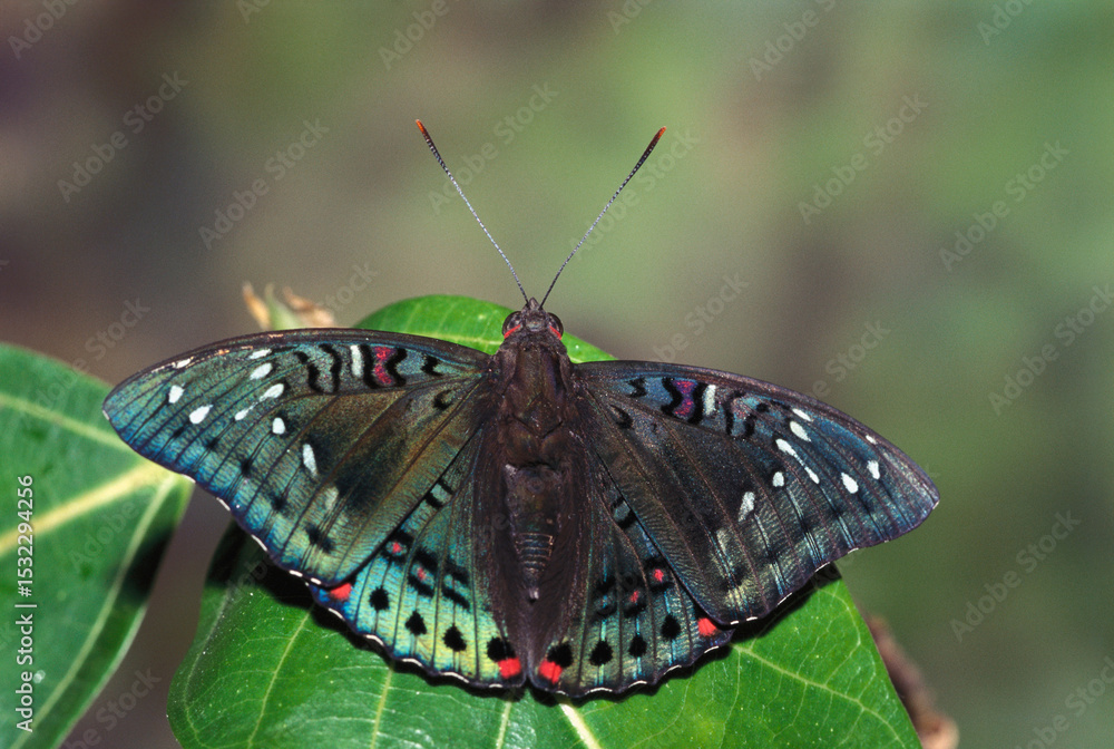 Obraz premium Insects butterfly Indian gaudy baron euthalia lubentina on green leaf