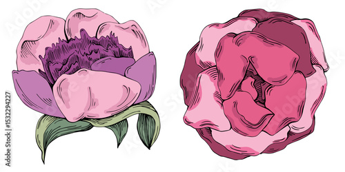Elegant peonies flower illustration in realistic botanical style, isolated on white background, perfect for wedding invitations, floral prints, greeting cards, packaging design, and romantic decor