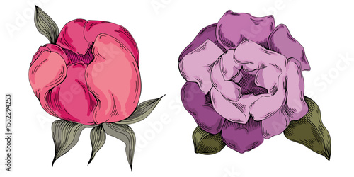 Elegant peonies flower illustration in realistic botanical style, isolated on white background, perfect for wedding invitations, floral prints, greeting cards, packaging design, and romantic decor