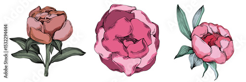 Elegant peonies flower illustration in realistic botanical style, isolated on white background, perfect for wedding invitations, floral prints, greeting cards, packaging design, and romantic decor