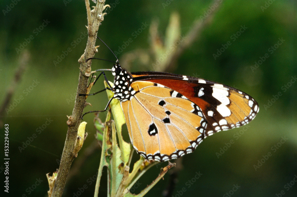 Obraz premium Insects butterfly plain tiger