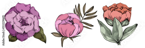 Elegant peonies flower illustration in realistic botanical style, isolated on white background, perfect for wedding invitations, floral prints, greeting cards, packaging design, and romantic decor