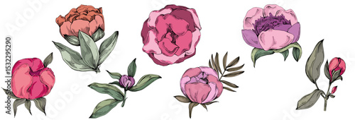 Elegant peonies flower illustration in realistic botanical style, isolated on white background, perfect for wedding invitations, floral prints, greeting cards, packaging design, and romantic decor