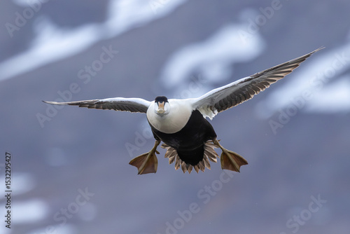 Tableau sur toile Flying common eiders, Svalbard, Norway