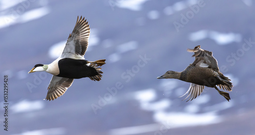 Photos Flying common eiders, Svalbard, Norway