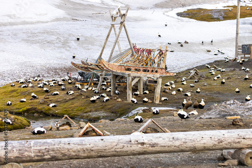 Foto Nesting common eiders by the Longyearbyen dogyard