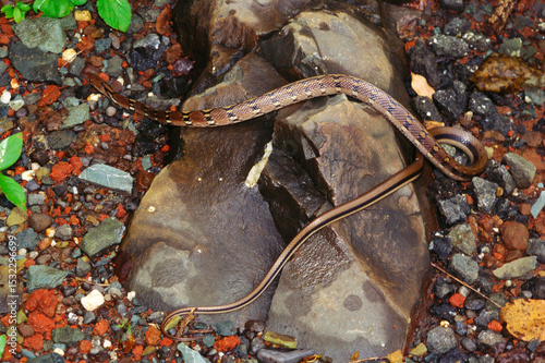 Fotografie Reptiles Indian trinket snake elaphe helena harmless