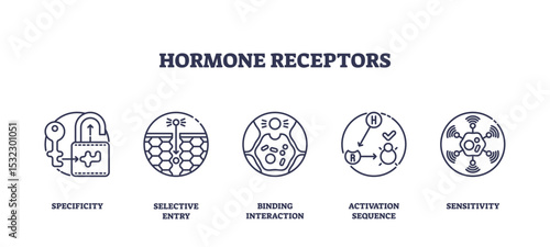 Hormone receptors icons illustrate specificity, selective entry, and binding interaction, showing how hormones interact with cell receptors. Outline icons set