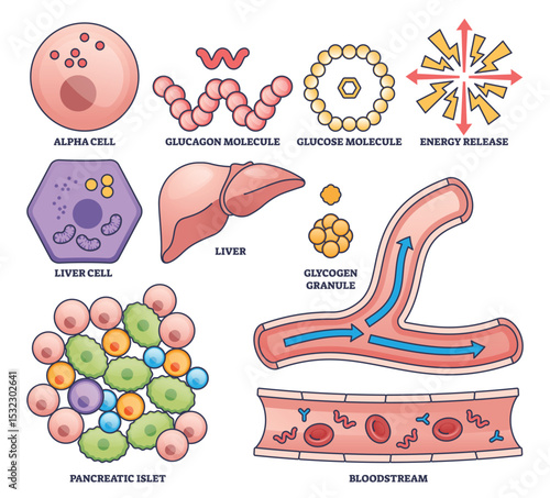 Glucagon function in blood sugar regulation shown with liver, alpha cell, and bloodstream in a clear outline style. Outline style collection
