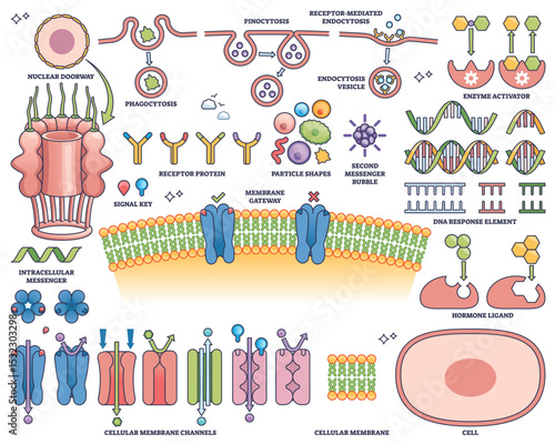 Hormone receptors are illustrated with membrane channels, DNA response elements, and signaling molecules, showing cellular communication. Outline style collection