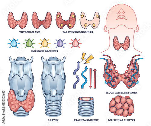 Thyroid gland anatomy is shown with parathyroid nodules, hormone droplets, and blood vessel network in clear outline illustrations. Outline style collection
