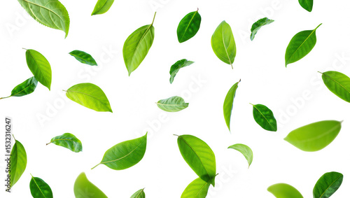 Wallpaper Mural Vibrant Green Leaves Pattern A Fresh Botanical Design for Backgrounds and Overlays, Ideal for Nature-Inspired Themes Torontodigital.ca