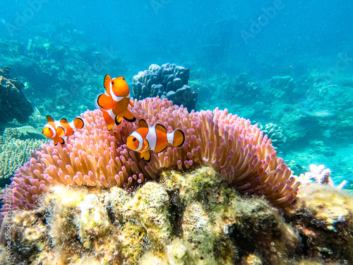Canvastavla Nemo clown fish underwater