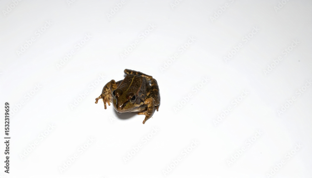 Obraz premium Frog over white background, no shadow