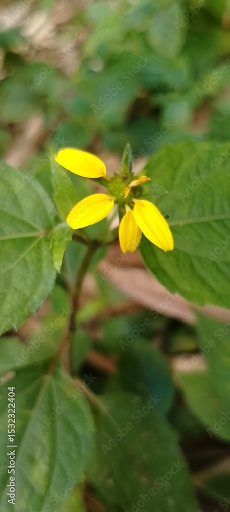 Obraz premium Bright Yellow Wildflower with Few Petals Remaining – Faded Blossom After Petal Fall in Natural Setting