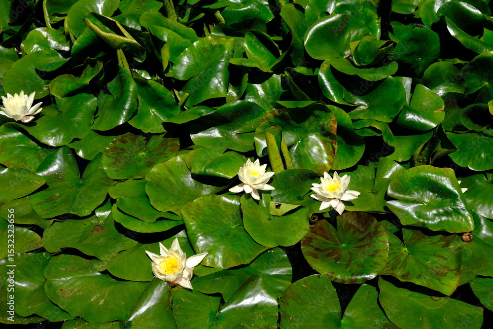 Ταπετσαρία pearl white water lily in the pond